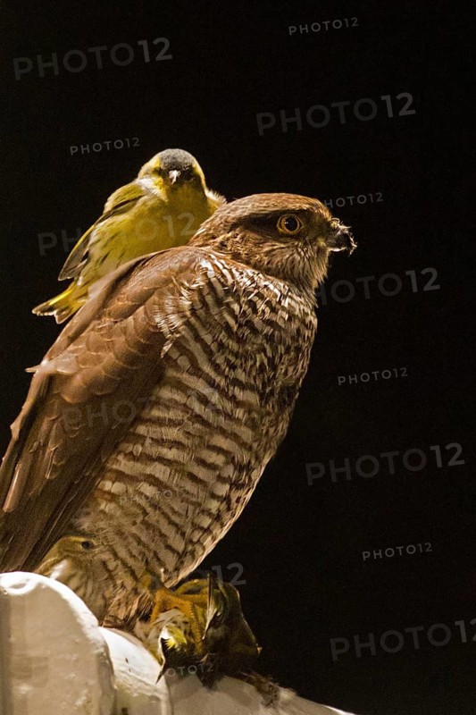 Eurasian Sparrowhawk & Eurasian Siskin (Accipiter nisus & Spinus spinus), three entirely exhausted Eurasian Siskins have taken refuge on a research ship during a mass migration night, one is eaten by a Eurasian Sparrowhawk, another sitting at the feet of the hawk, the third is resting on the Sparrowhawks back ignoring the life-threatening situation, offshore, Baltic Sea, off Ruegen Island, Mecklenburg-Western Pomerania, Germany