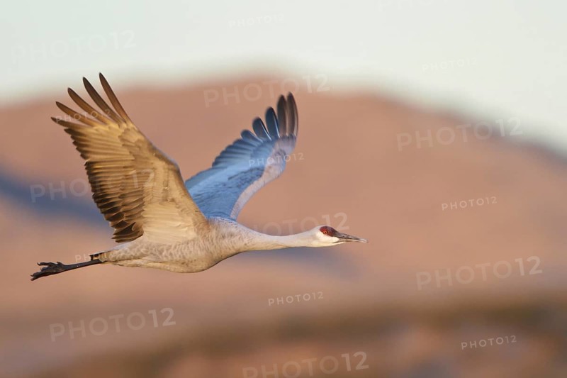 Sandhill Crane (Antigone canadensis) flying, New Mexico, USA