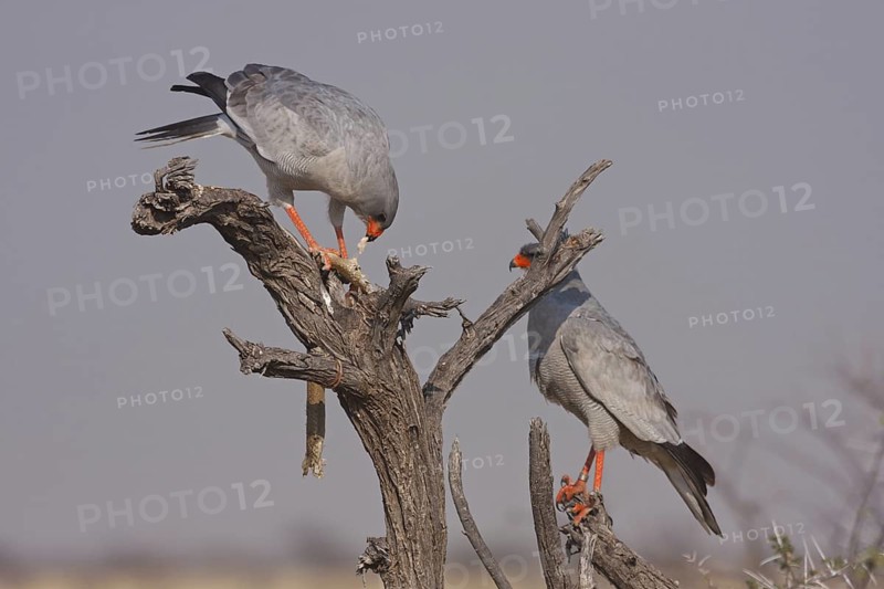Pale Chanting Goshawk (Melierax canorus), Oshikoto, Namibia