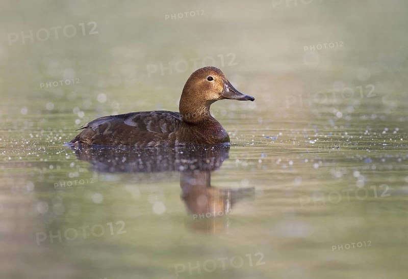 Common Pochard (Aythya ferina) female, Brandenburg, Germany
