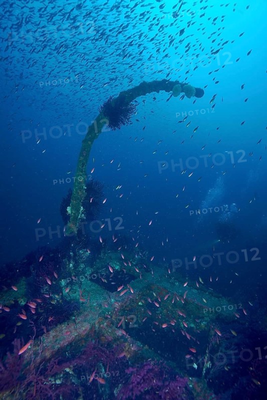 Shipwreck with a shoal of small fish, Mediterranean flagfish (Anthias anthias), and coral growth, dive site wreck Le Donator, Giens peninsula, Mediterranean Sea, Porquerolles, Provence, Côte d'Azur, France