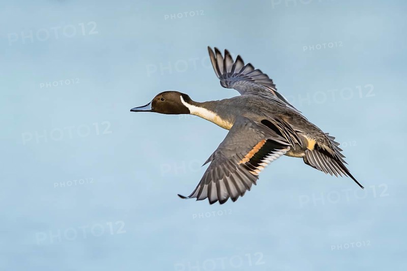 Northern Pintail, Anas acuta, male in flight over winter marshes