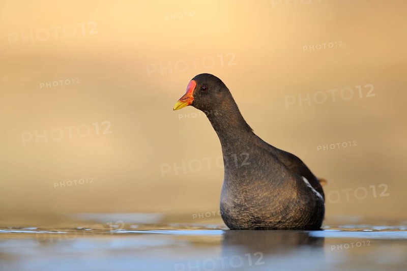 Common Moorhen (Gallinula chloropus), North Rhine-Westphalia, Germany