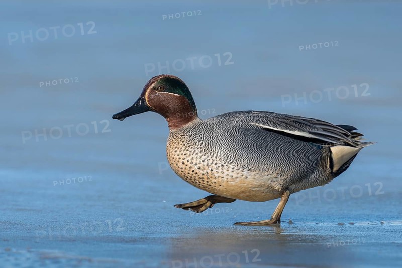 Eurasian Teal (Anas crecca) male, Schleswig-Holstein, Germany