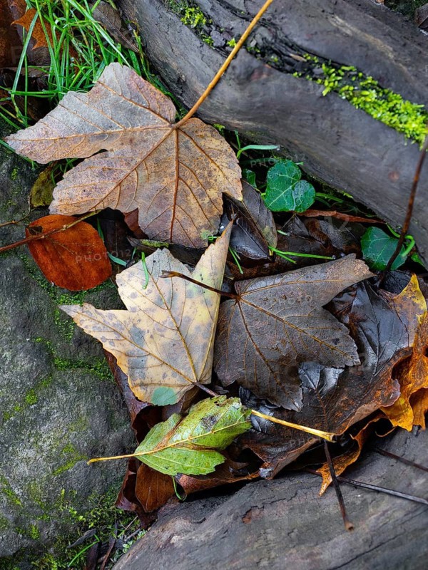 Autumn impression from the Hönnetal in Sauerland, North Rhine-Westphalia, Germany