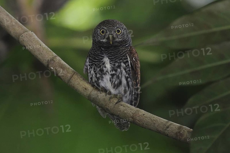 Chestnut-backed Owlet (Glaucidium castanotum), Sri Lanka