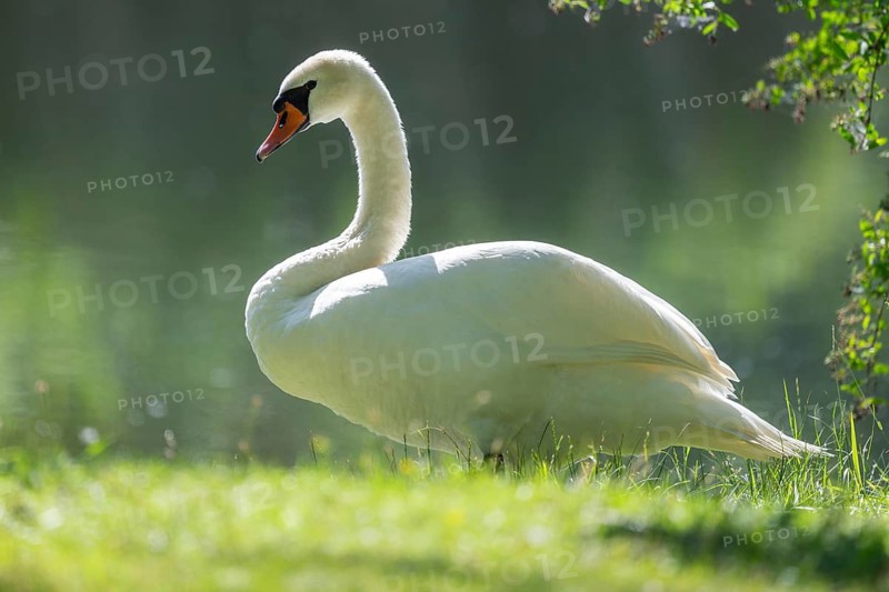 Mute swan (Cygnus olor), adult bird standing in a meadow by a pond, Thuringia, Germany