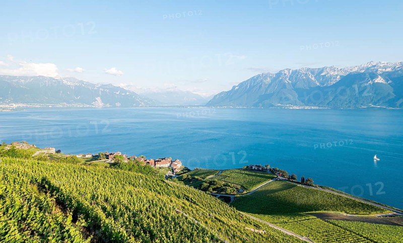 Vibrant panorama showcasing the terraced vineyards of the Lavaux region, with the serene waters of Lake Geneva and snow-capped Swiss Alps in the backdrop