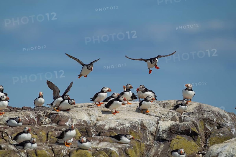 Atlantic puffin (Fratercula arctica) two adult auk seabird birds in flight returning to their colony in summer, Farne islands, Northumberland, England, United Kingdom