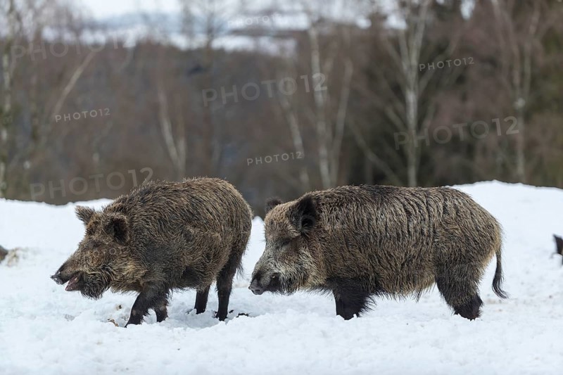 Wild boar or wild pig (Sus scrofa), walking on snowy ground, trees in the background