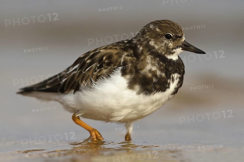 Ruddy Turnstone (Arenaria interpres), Asturias, Spain