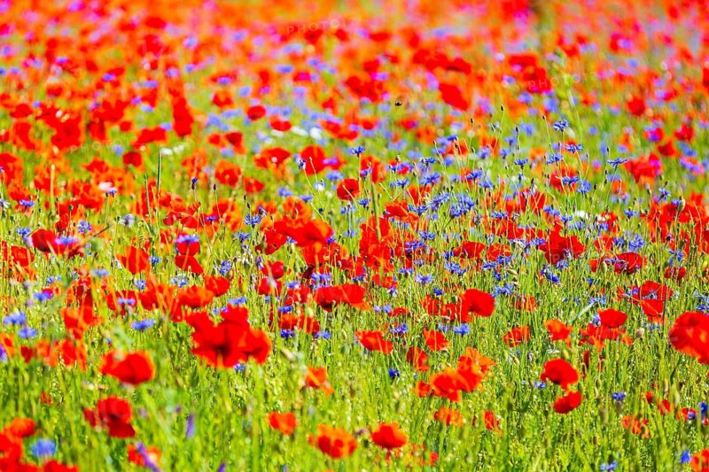 Corn poppy (Papaver rhoeas) and cornflower (Centaurea cyanus) in bloom in a meadow, Saxon Switzerland, Saxony, Germany
