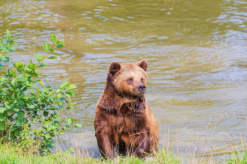 One adult eurasian brown bear (Ursus arctos arctos) leaving a lake