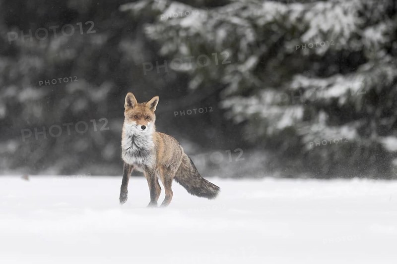 Red fox in the snow, Steinborn, Rhineland-Palatinate, Germany