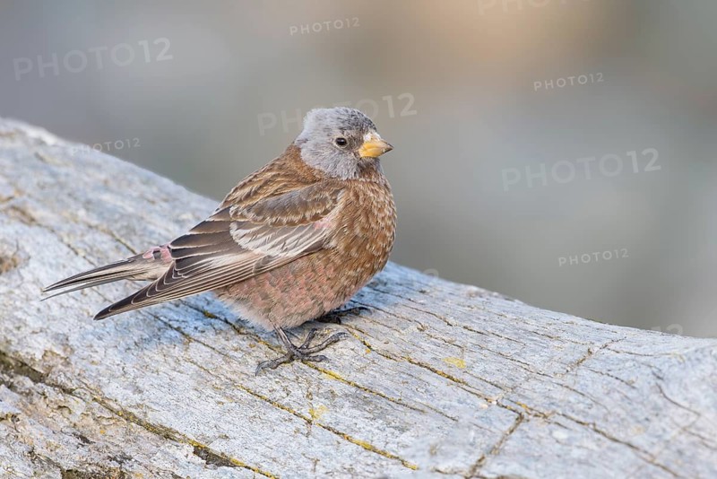 Grey-crowned Rosy Finch (Leucosticte tephrocotis littoralis), Alaska, USA