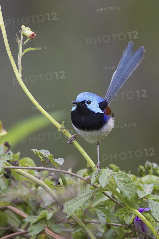 Variegated Fairywren (Malurus lamberti) male, Queensland, Australia