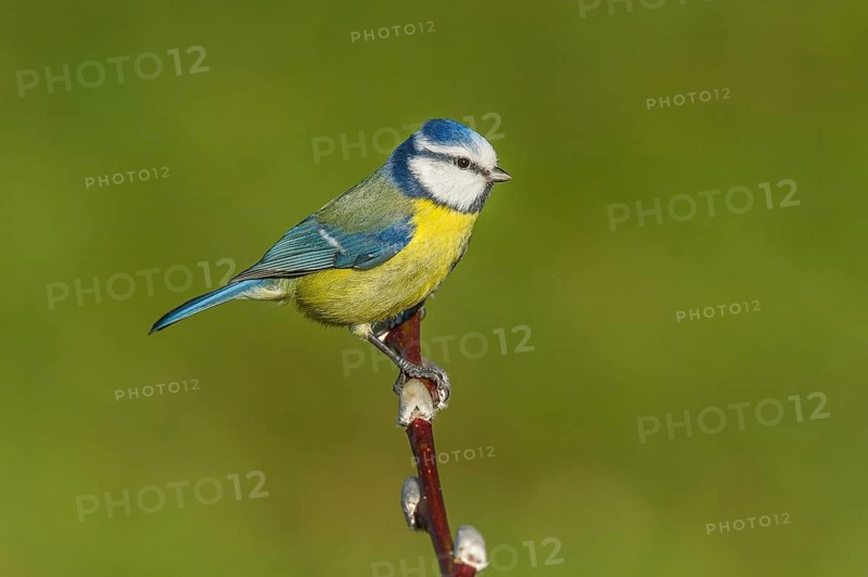 Blue tit (Cyanistes caeruleus) Blue Tit • Baden-Württemberg, Germany, Baden-Württemberg, Federal Republic of Germany