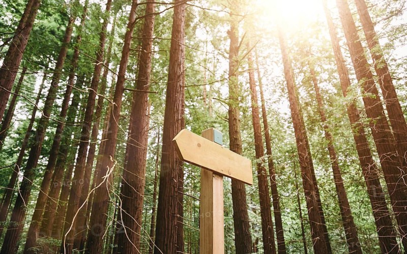 Trail through a redwood forest illuminated by sunlight. A wooden sign guides the path among the trees