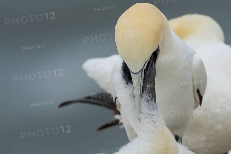 Northern gannet (Morus bassanus) adult seabird bird feeding a juvenile baby chick on a nest on a cliff in summer, RSPB Bempton cliffs nature reserve, Yorkshire, England, United Kingdom