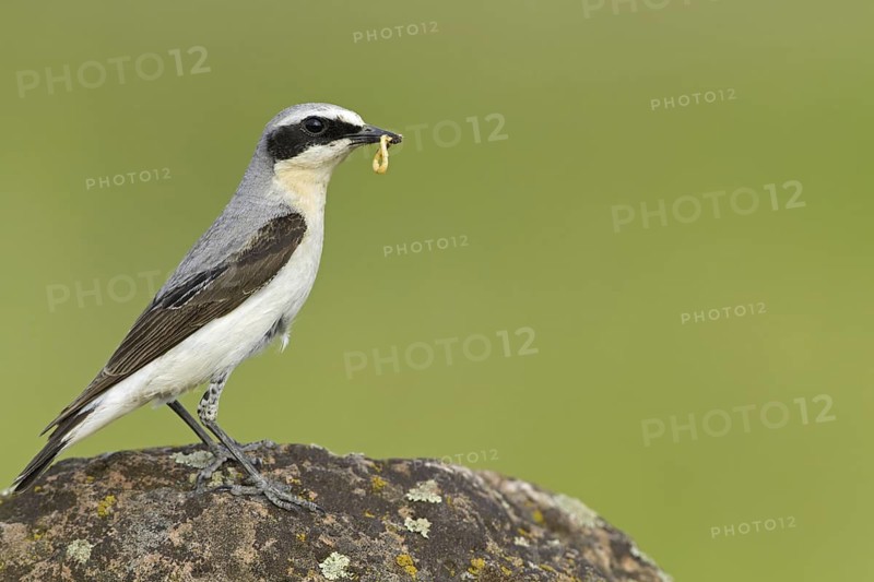 Northern Wheatear (Oenanthe oenanthe) male, Rhineland-Palatinate, Germany