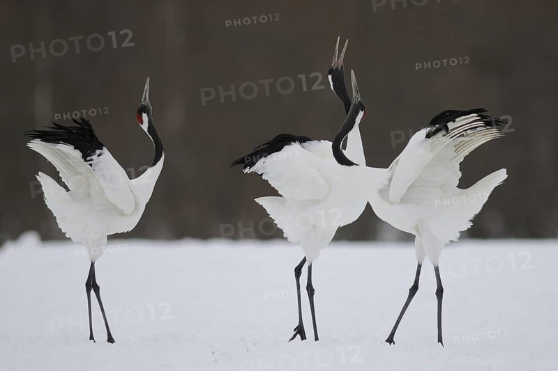 Red-crowned Crane (Grus japonensis) calling, Hokkaido, Japan