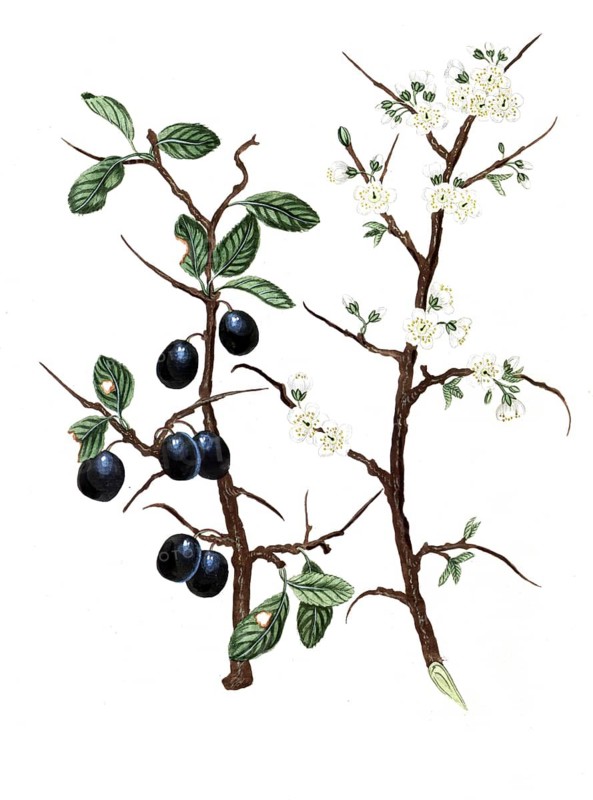 Prunus spinosa, blackthorn, sloe, sloe thorn, hedge thorn, digital reproduction of a historical original, between 1790 and 1810
