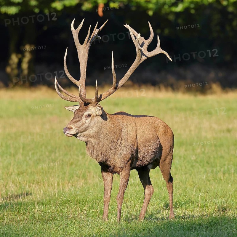Red deer (Cervus elaphus) in rutting season, capital stag running across a forest clearing, wildlife, Sauerland, North Rhine-Westphalia, Germany