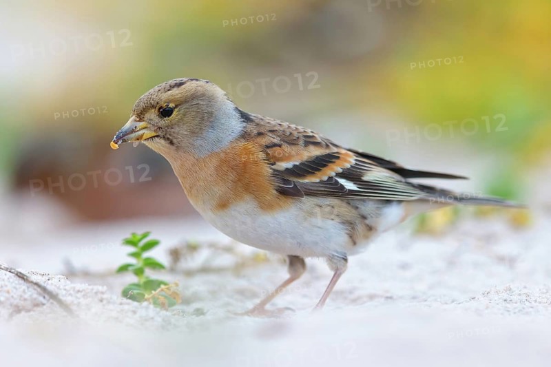 Brambling (Fringilla montifringilla), spring, foraging, Battenberg, Heligoland, Rhineland-Palatinate, Federal Republic of Germany