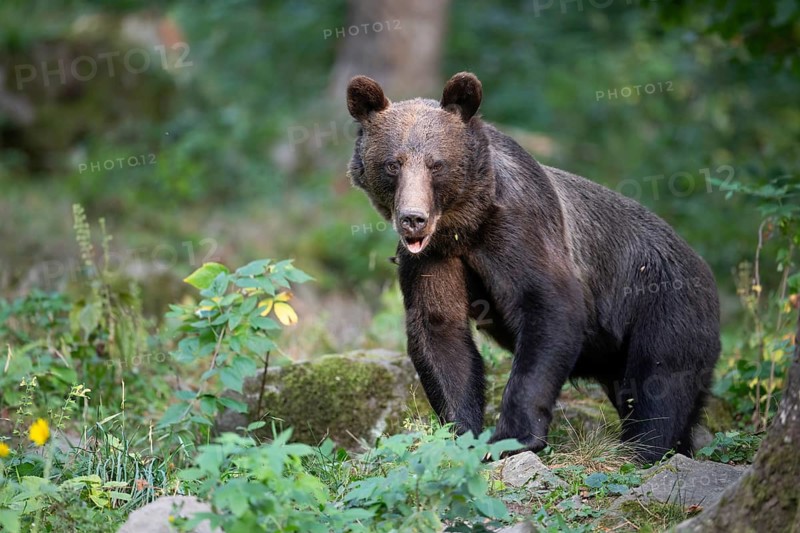 European brown bear or Eurasian brown bear (Ursus arctos arctos), female brown bear in the forest, animal portrait