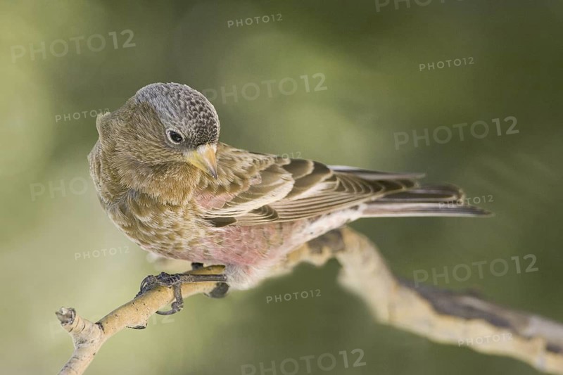 Brown-capped Rosy Finch (Leucosticte australis), New Mexico, USA