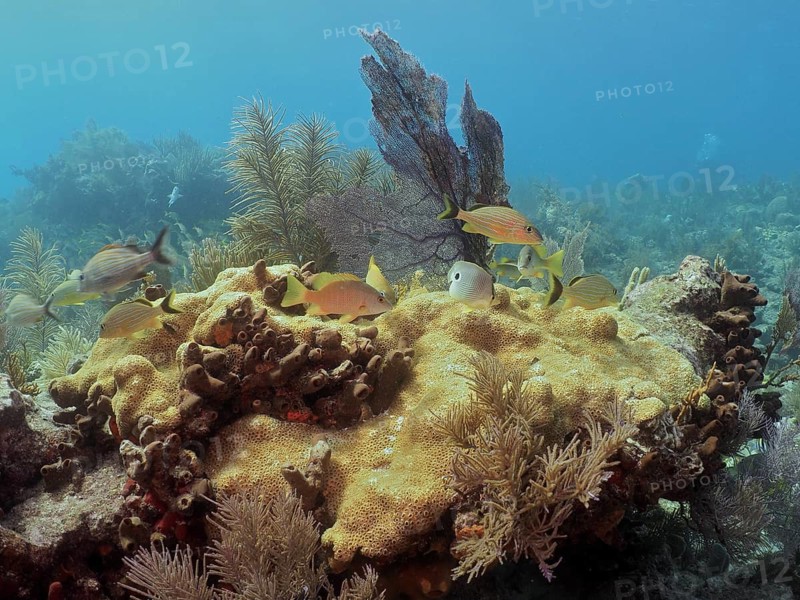 A diverse group of Fish swimming around a large coral, Astroides (Montastraea cavernosa) . Dive site John Pennekamp Coral Reef State Park, Key Largo, Florida Keys, Florida, USA