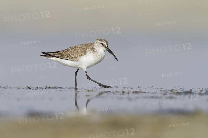Curlew Sandpiper (Calidris ferruginea), Oman