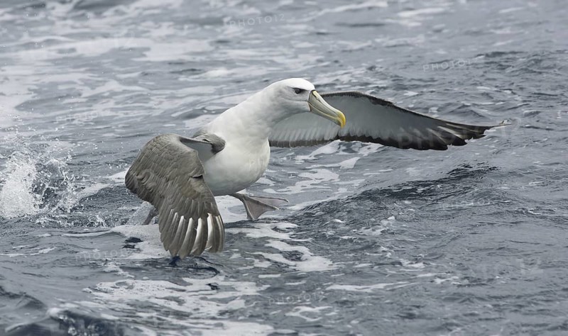 Shy Albatross (Thalassarche cauta) flying, Victoria, Australia
