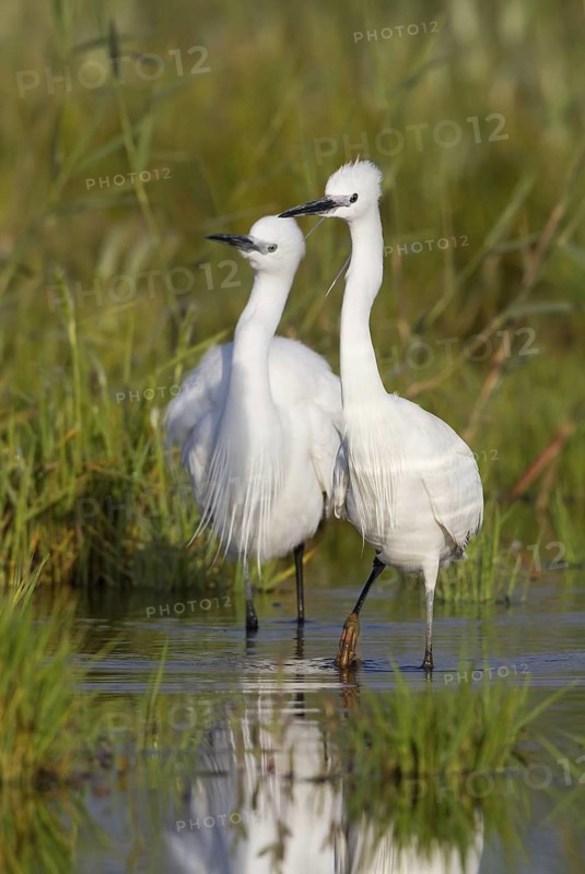 Little Egret (Egretta garzetta), Cyprus