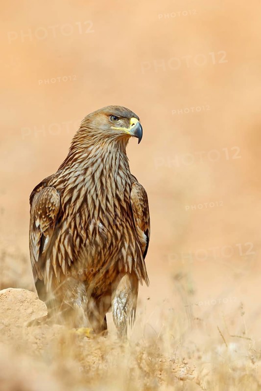 Imperial eagle, (Aquila heliac), animals, birds, eagles, birds of prey, biotope, habitat Raysut Waste Disposal, Oman, Middle East