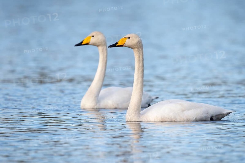 Whooper swan (Cygnus cygnus) at a lake in Sweden, Fågelsjö, Gävleborgs län, Sweden