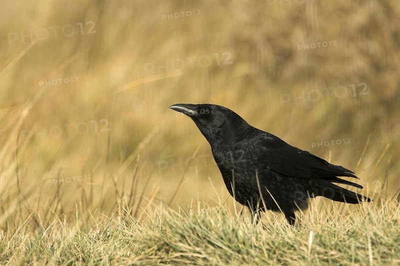 Carrion Crow (Corvus corone), Aragon, Spain