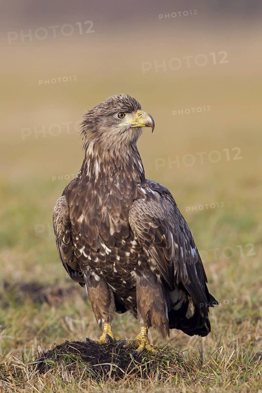 White-tailed eagle, hawk family, animals, birds, birds of prey, (Haliaeetus albicilla), biotope, habitat, foraging, centrapoles, Kutno, Lodz, Poland