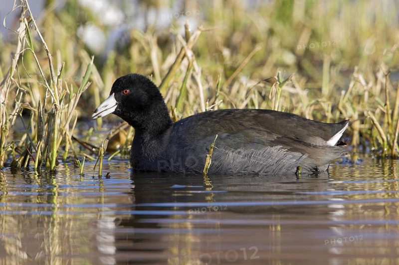 American Coot (Fulica americana), British Columbia, Canada
