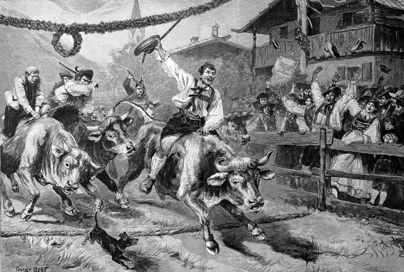 Ox race in Tyrol, Austria, in 1879, farmers riding cows, parish fair, historical, digital reproduction of an original 19th-century model