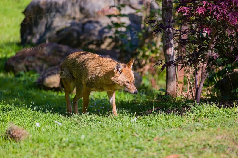 One golden jackal (Canis aureus) walks on a green meadow on a sunny day