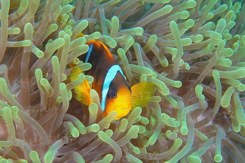 Red sea anemonefish (Amphiprion bicinctus)