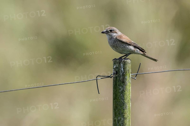 Red-backed shrike (Lanius collurio) female, Emsland, Lower Saxony, Germany