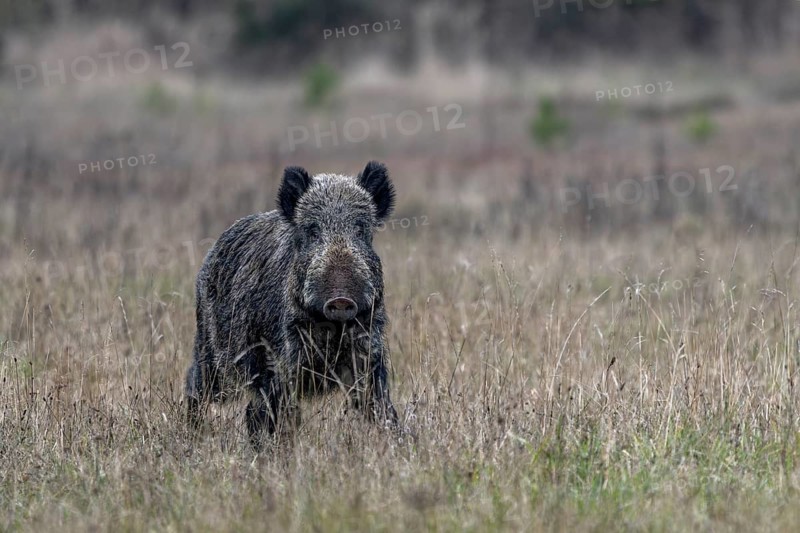The posture of the wild boar (Sus scrofa) signals maximum tension, intoxication time, mating season, November, Denmark