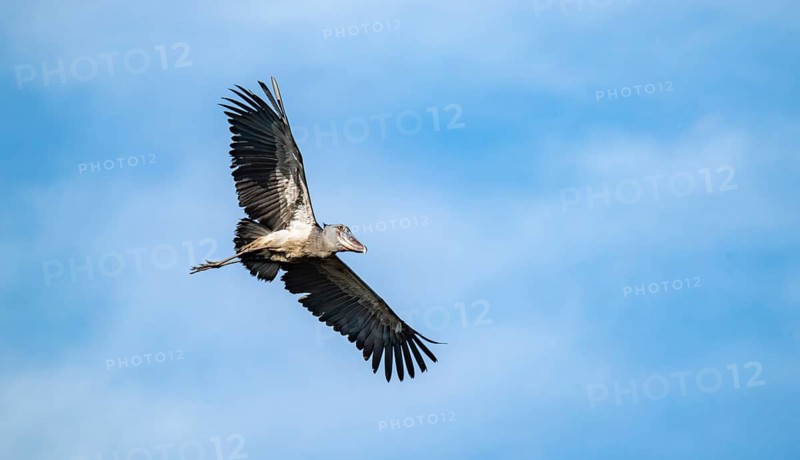 Shoebill (Balaeniceps rex) in flight, bird in front of blue sky, Mabamba, Lake Victoria, Uganda