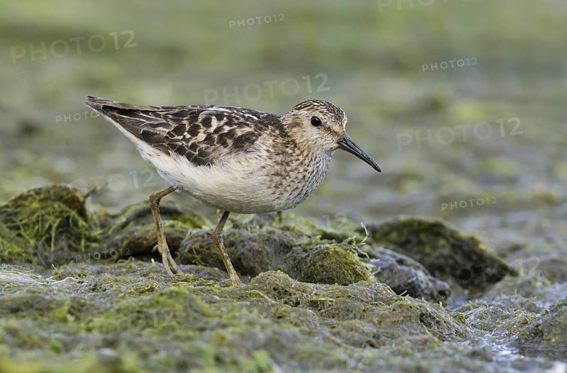 Least Sandpiper (Calidris minutilla), British Columbia, Canada