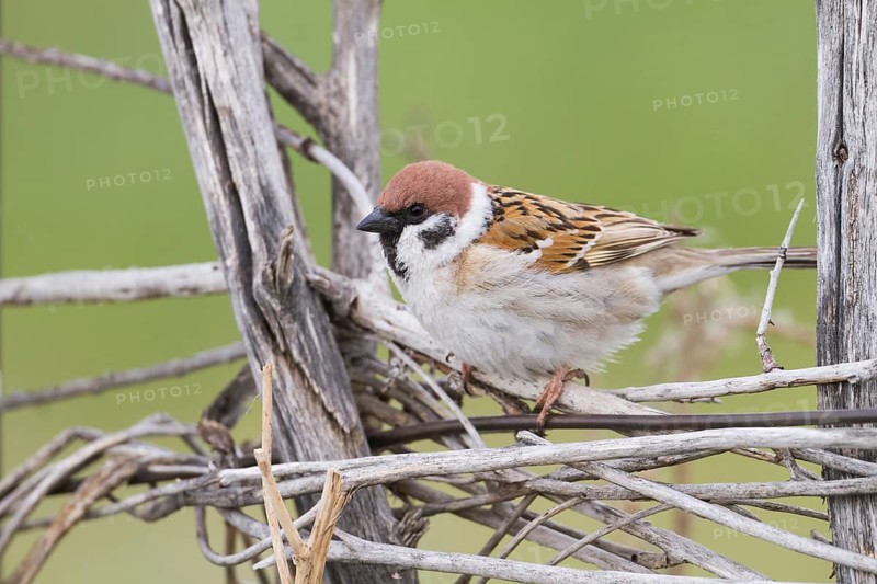 Eurasian Tree Sparrow - Feldsperling - Passer montanus ssp. montanus, adult, Kazakhstan
