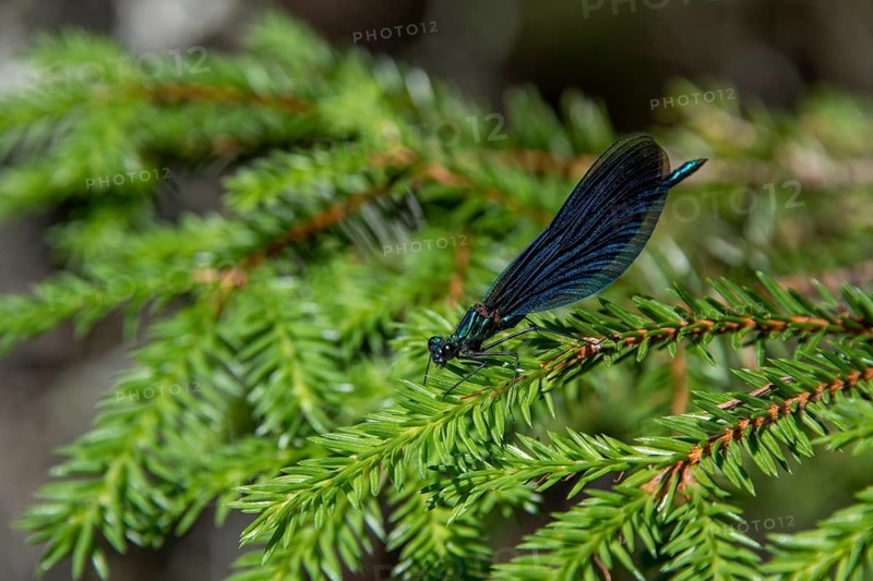 Blue dragonfly resting on a fir branch, Gudbrandsdal, Norway
