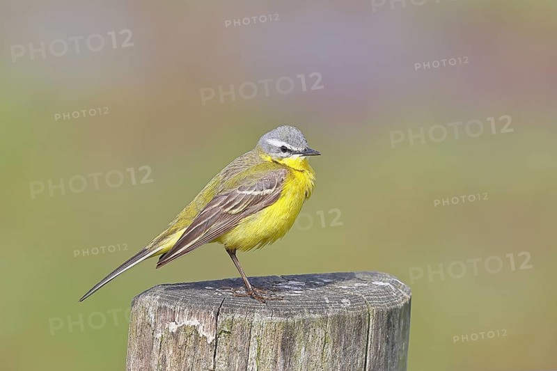 Yellow wagtail (Motacilla flava), on a pasture fence post, Dümmer, Lake Dümmer, Ochsenmoor, Hüde, Lower Saxony, Germany