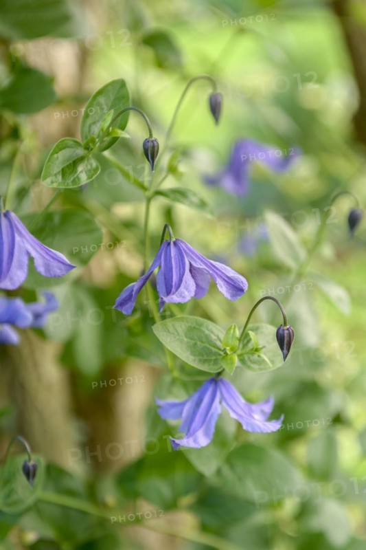 Clematis viticella, An den Dorfwiesen 9, Laußnitz, Saxony, Germany